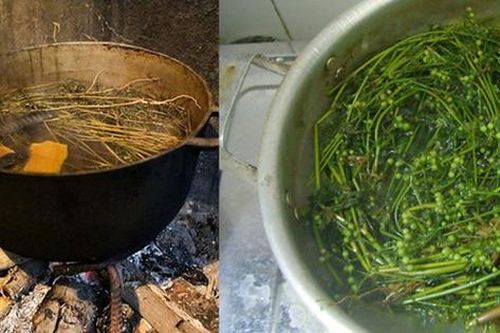 Hầu hết các gia đình ở miền Bắc thích tắm tất niên bằng cây mùi già chỉ vì lý do này