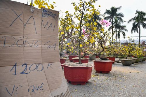 Đào, mai, quất treo bảng bán tháo đồng giá ngày cận Tết