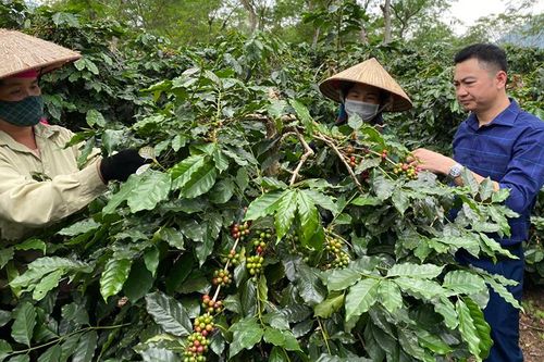 Phát triển bền vững nông thôn gắn với đô thị hóa