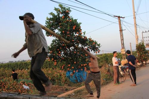 'Thủ phủ' quất Văn Giang tất bật nhổ gốc đi tỉnh
