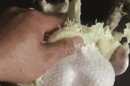 'Há hốc' trước tuyệt chiêu vặt lông gà