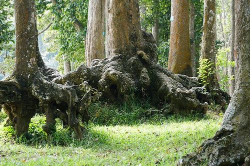 Lạ lùng những bộ rễ cây khổng lồ kỳ quái mọc đầy ở Trà Vinh