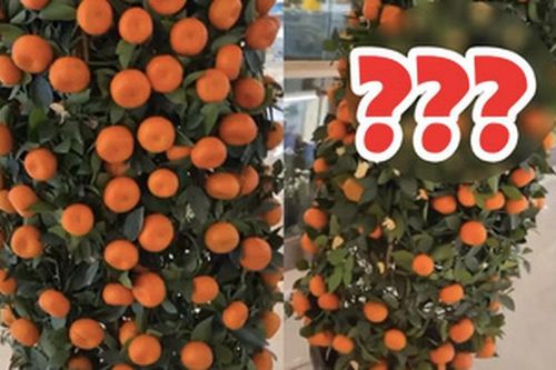 Sốc với cây quýt 'lạ đời' nhất Việt Nam