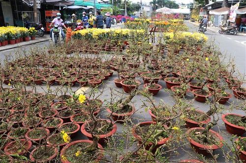 Diện tích trồng hoa kiểng Tết ở tỉnh Long An giảm đến 50%