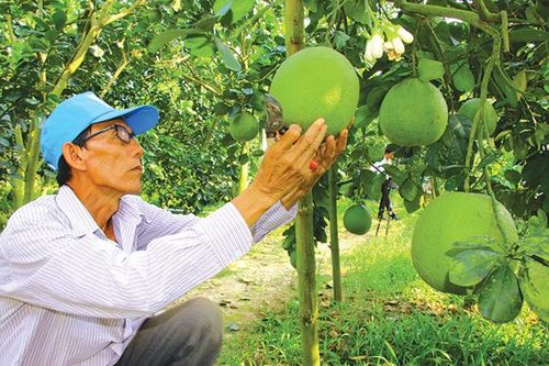 Đa dạng mặt hàng bưởi chưng dịp Tết Nguyên đán