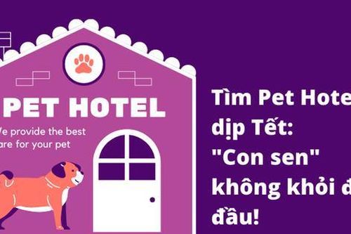 Hội 'sen' chật vật tìm khách sạn cho 'boss cưng': Nơi uy tín đều hết chỗ từ 1 tháng trước!
