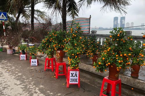 Đào, mai, quất 'đồng giá' ngày cận Tết