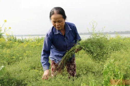 Mùi của Tết