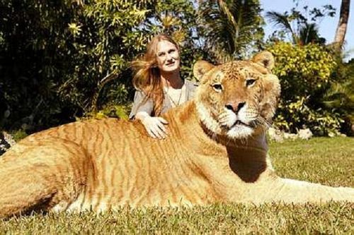 Sự thật khiến cả TG ngỡ ngàng về loài hổ khủng nhất hành tinh