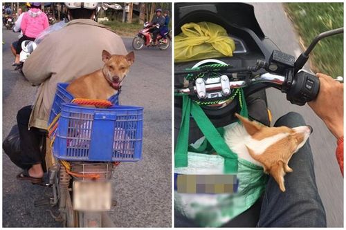 Cười nghiêng ngả trước 1001 biểu cảm về quê ăn Tết của 'boss'