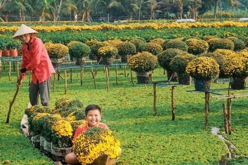 Thủ phủ hoa miền Tây ngập tràn sắc màu chờ Tết