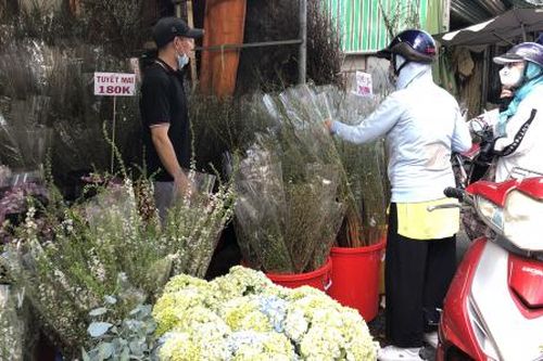 Hoa cắm cành Trung Quốc tràn ngập các chợ hoa