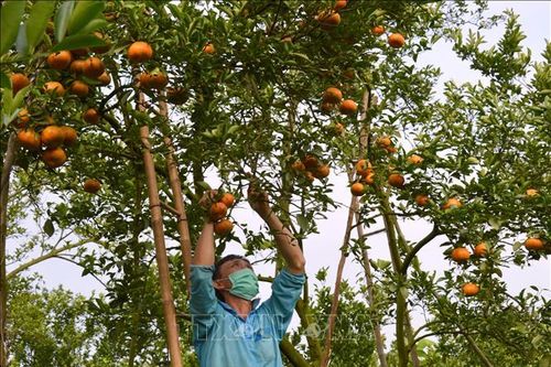 Nhà vườn Lai Vung tất bật thu hoạch mùa quýt Tết