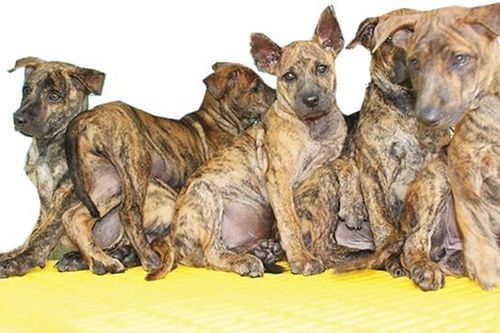Săn tìm 'dấu vết' chó Hổ ở... Hà Nội