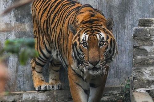 Con hổ trong quan niệm của người châu Á