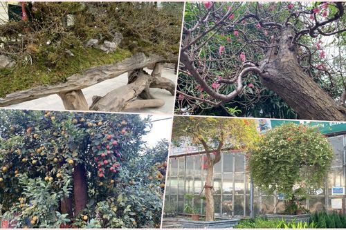 Mãn nhãn với những cây cảnh độc lạ dịp Tết Nhâm Dần 2022