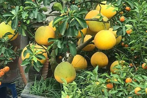Sắc Tết rực rỡ, náo nhiệt tại 'đường hoa' lớn nhất Hà Nội