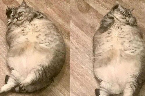 Chủ của chú mèo 'mập nhất thế giới' bị tố để thú cưng quá béo