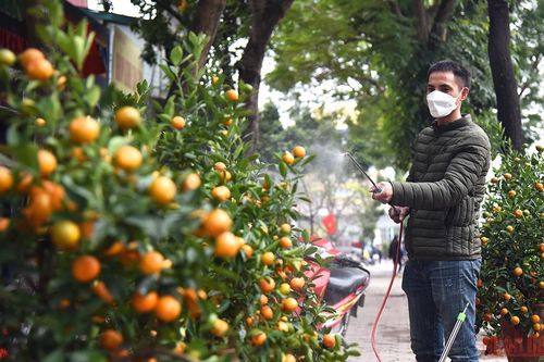 Hà Nội sôi động thị trường đào, quất ngày 28 Tết