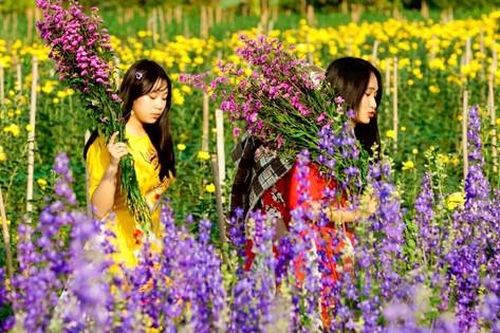 Sắc hoa Hạ Lũng giữa lòng phố Cảng