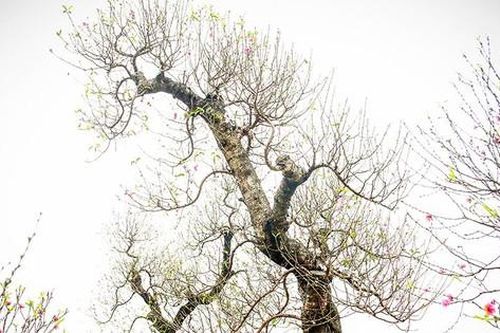 Đào 'khủng' đầy phố nhưng vắng khách thuê chơi