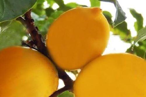 Năm đầu tiên Lâm Đồng vàng rực vú sữa Hoàng Kim