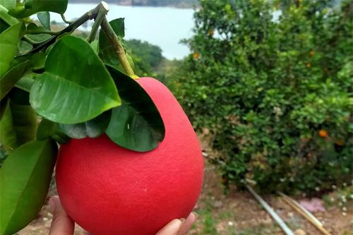 Vận son nhờ buôn bưởi đỏ, tháng Tết bội thu, bán 10.000 quả