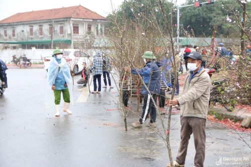 Mưa rét, đào, quất ở TP. Vinh giảm giá sâu vẫn vắng khách