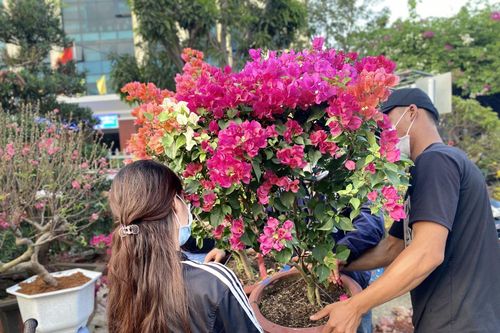 Hoa Tết khoe sắc trên các tuyến đường ở thành phố du lịch Nha Trang