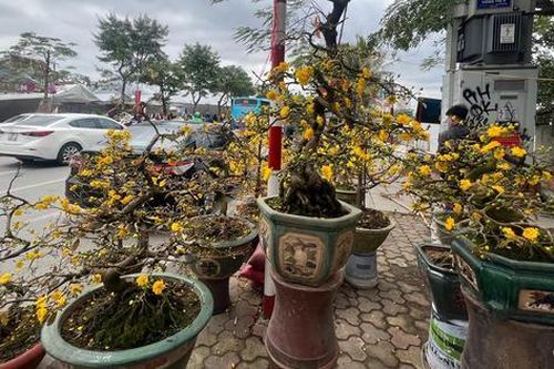 Tiểu thương 'khóc' vì lỗ khi năm đầu buôn mai