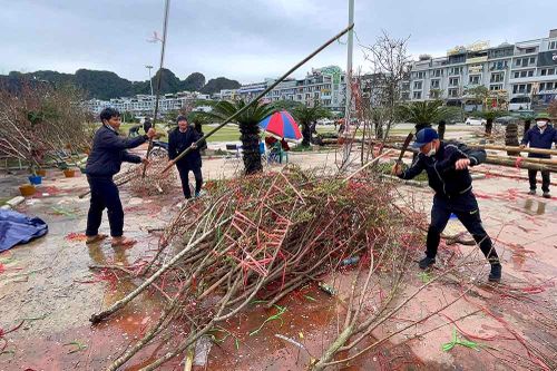 Sáng 29 Tết, đào vứt la liệt ở chợ hoa Hạ Long, chặt bỏ hàng ế