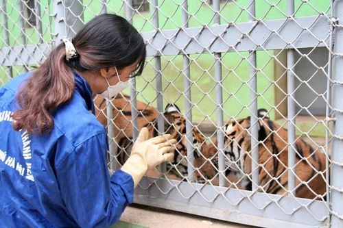 Xuân Nhâm Dần và người phụ nữ hàng chục năm chăm hổ như con: 'Cơm Tết có thể hoãn, hổ phải ăn đúng giờ'