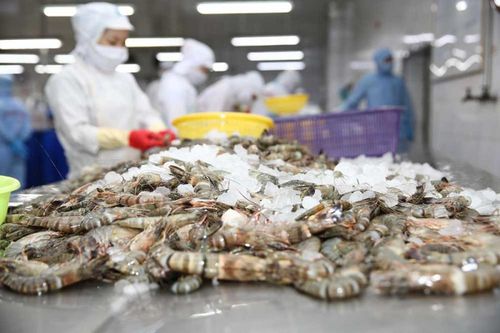 Năm 2022, xuất khẩu tôm sang Mỹ và EU dự kiến tiếp tục tăng trưởng 2 con số