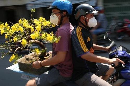 Mai vàng bung nụ này cuối năm, giá không giảm