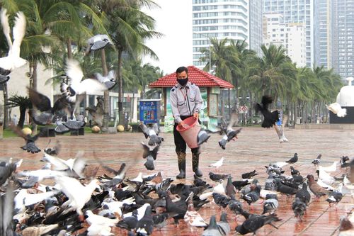 10 năm đón Tết cùng hàng nghìn chú bồ câu ở Vườn chim Hòa Bình
