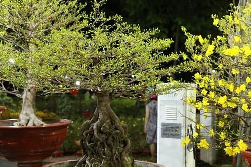 Gốc mai hàng trăm triệu đồng vẫn chờ khách