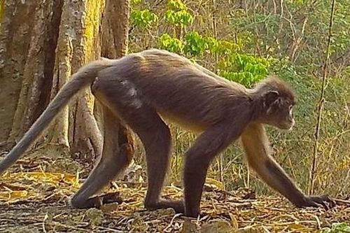 224 loài mới được phát hiện ở khu vực sông Mekong
