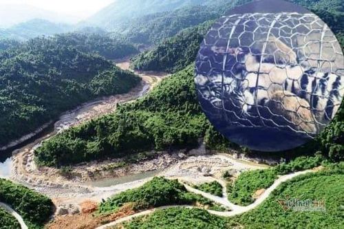 Cuộc giải cứu cá thể hổ rừng và bí ẩn ở địa danh 'Ba ông Cọp'