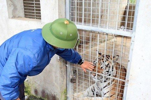 'Bảo mẫu' cho Chúa Sơn Lâm