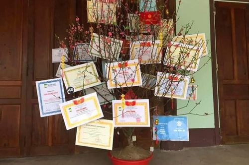 Hội học sinh bắt trend trang trí cây cảnh Tết theo phong cách 'con nhà người ta' cực lầy lội