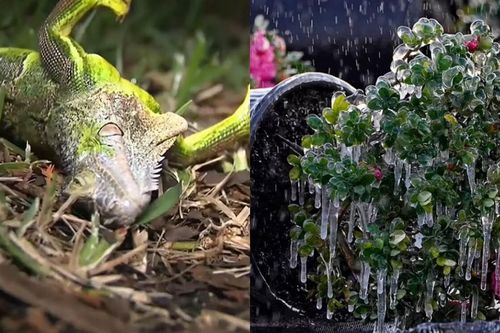 Rét kỷ lục ở Florida: Rồng Nam Mỹ đóng băng, 'rụng' như trái trên cành