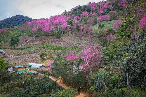 Chơi gì ở Đà Lạt dịp Tết Nguyên đán?