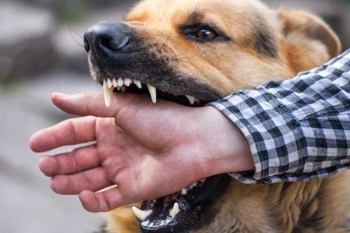 Tranh cãi việc nuôi chó ở Trung Quốc sau vụ bé 11 tuổi bị cắn chết