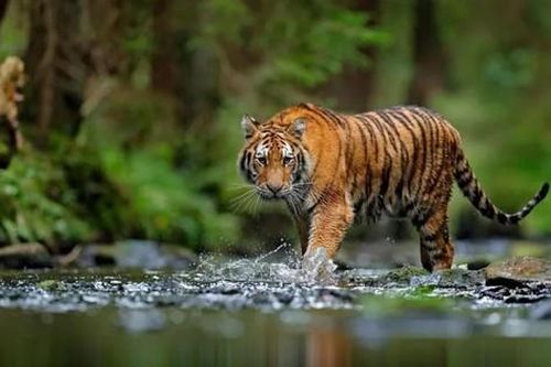 Nghịch lý lông hổ màu cam nổi bật nhưng lại giúp chúng dễ săn mồi