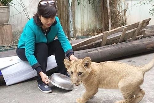 Bí mật nghề chăm sóc 'chúa sơn lâm'