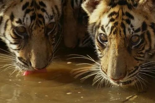 Khoảnh khắc ấn tượng 'chúa tể sơn lâm' trong Khu bảo tồn Ấn Độ