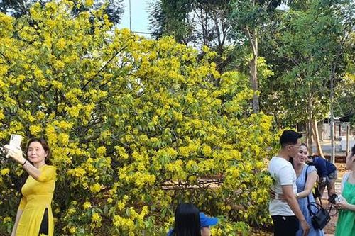 Cây mai vàng 'khủng' ở Đồng Nai trổ bông rực rỡ đón khách du xuân
