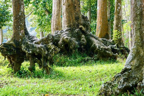 Chiêm ngưỡng những gốc cổ thụ trăm tuổi với hình thù độc đáo giữa lòng Trà Vinh