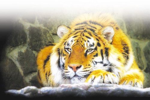 Chuyện những người chăm sóc chúa sơn lâm