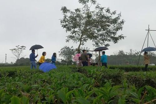 Người dân đội mưa check in 'thiên đường chè' ngày đầu năm